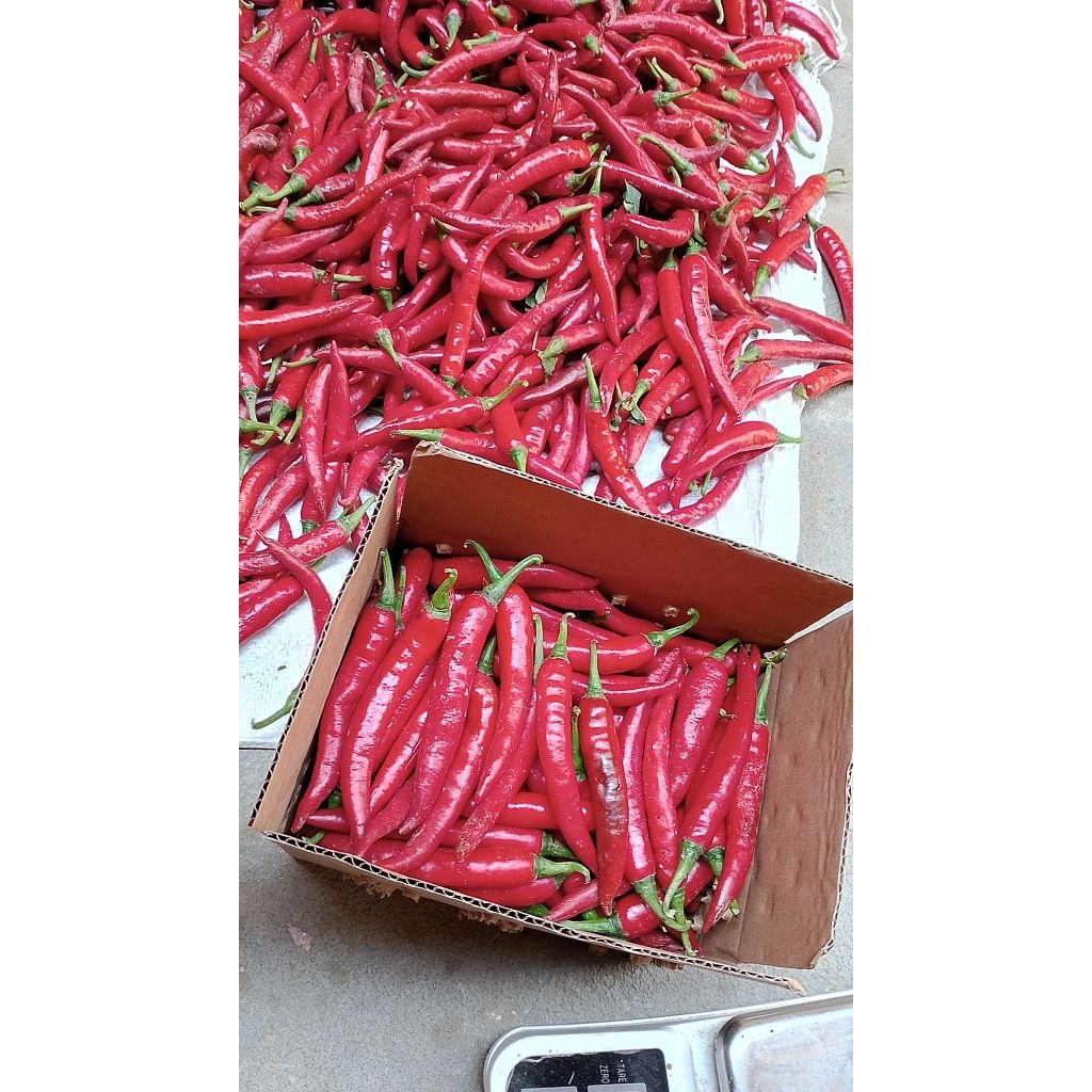 

cabe tw beauty merah besar super pedas fresh 500gr
