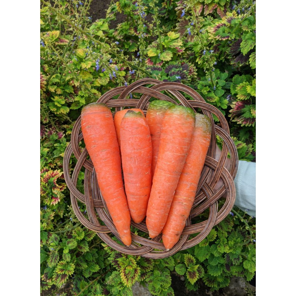 

sayur wortel fress 500gr