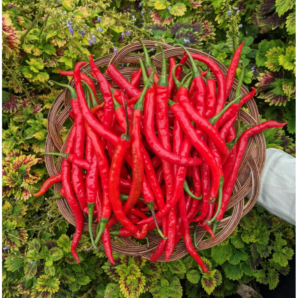 

Cabai Merah Besar 250gr