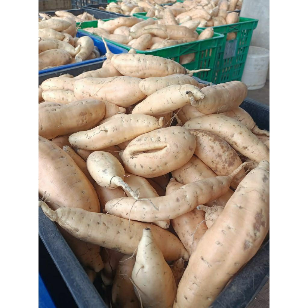 

TERMURAH DI SHOPEE UBI CILEMBU SEGAR MURAH 1KG BISA COD