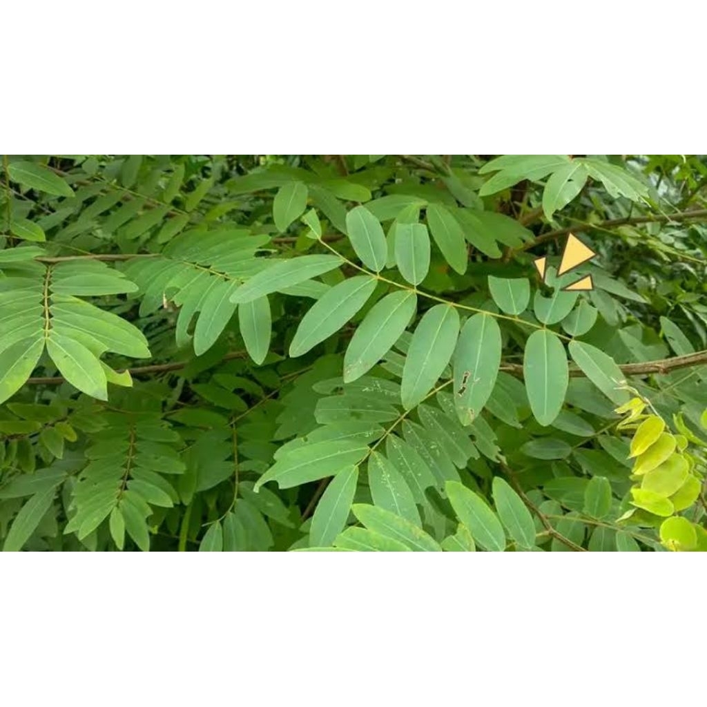 

DAUN JOHAR SEGAR | KAYA AKAN MANFAAT | 500 gr