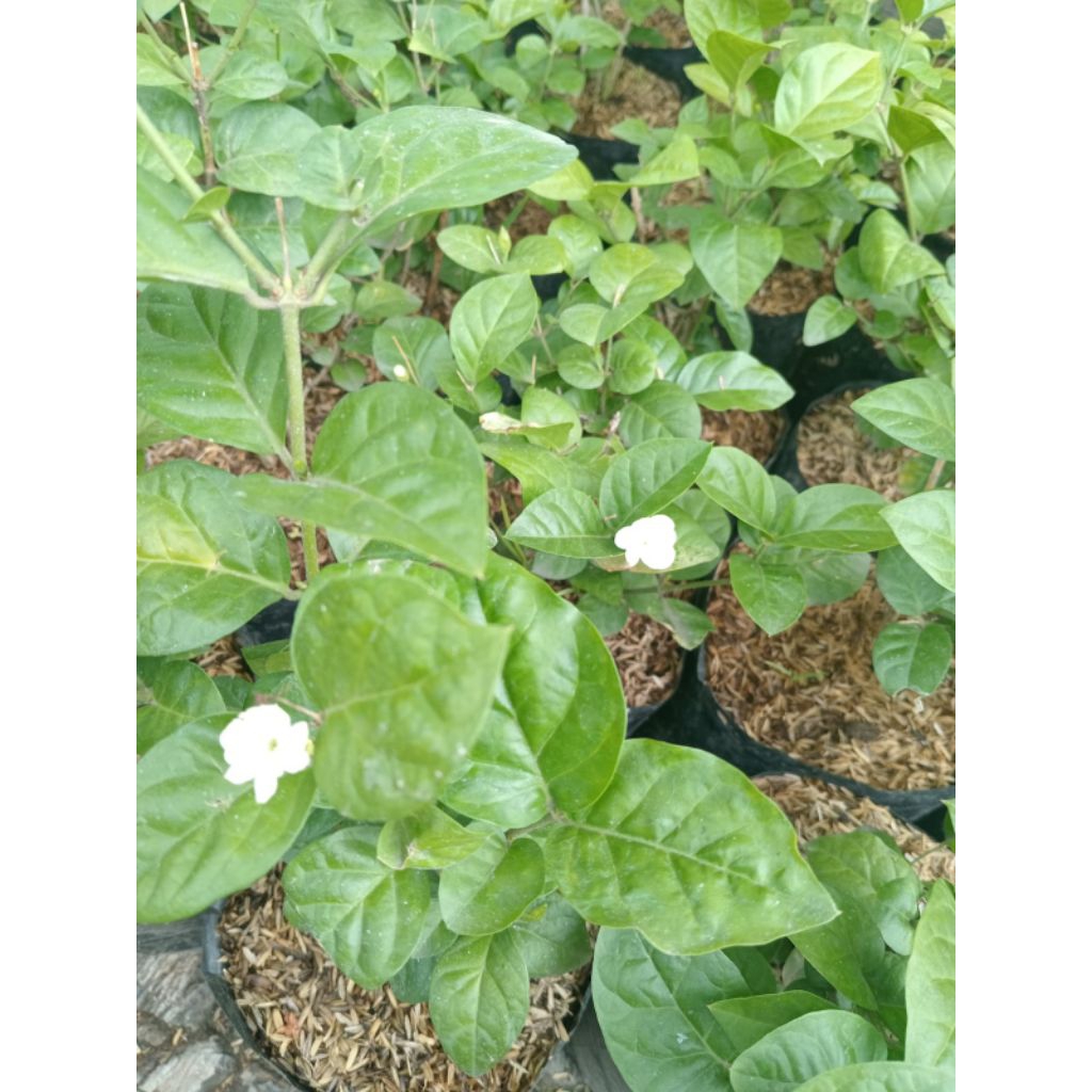 Tanaman bunga Melati - Bunga melati
