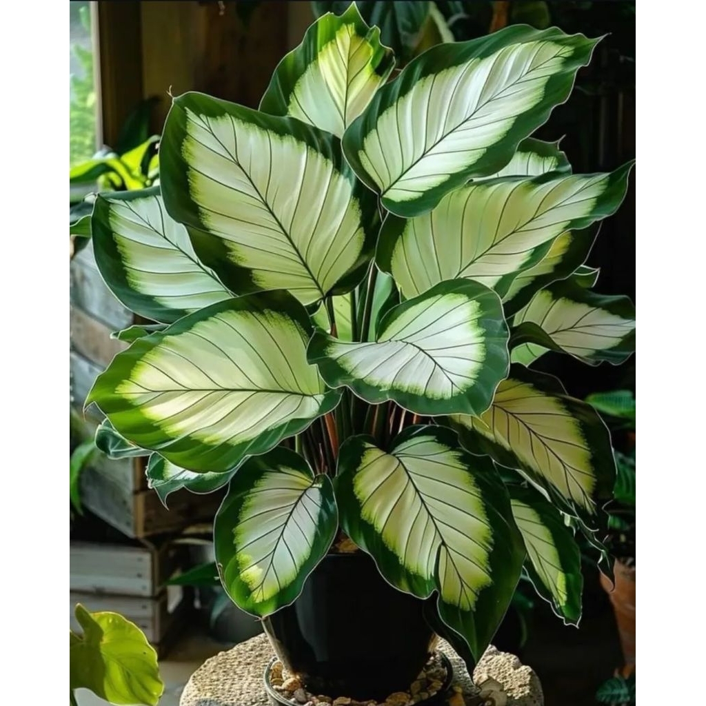 Tanaman Hias Diven - tanaman hias hidup diven