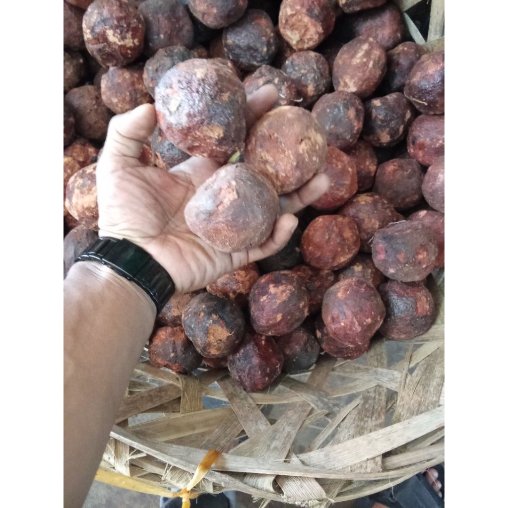 

Gambir asli Gambir bulat besar super per 1 pcs