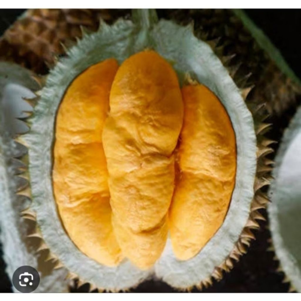 

Durian Montong Bawor Banyumas Berat 1,5 - 3 Kg Manis Legit Daging Tebal Durian Premium Termurah
