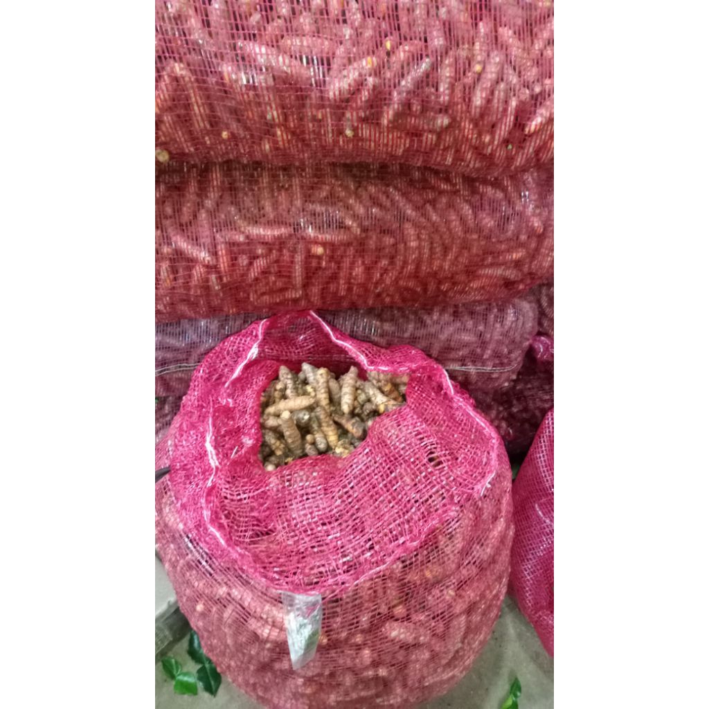 

KUNYITSegarkualitasterbaik