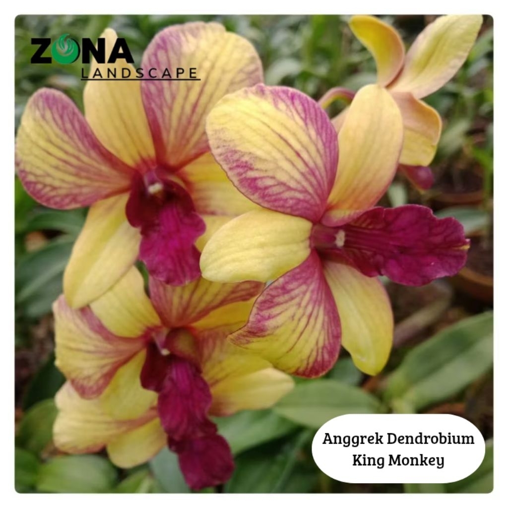 Bunga Anggrek Dendrobium King Monkey (+ Tanah Liat & Media) Tanaman Anggrek Dendro Import