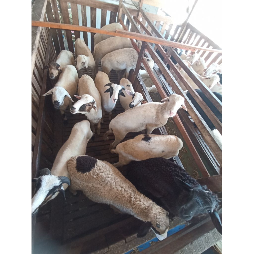 

Domba Kambing BETINA Qurban Praktis Terminal Qurban 2025