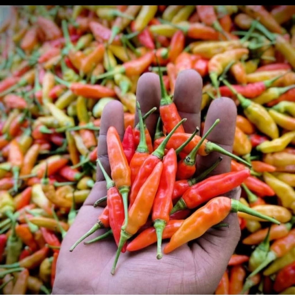 

Lombok kecil segar / bubuk dapur Fress / lombok cilik / lombok rawit