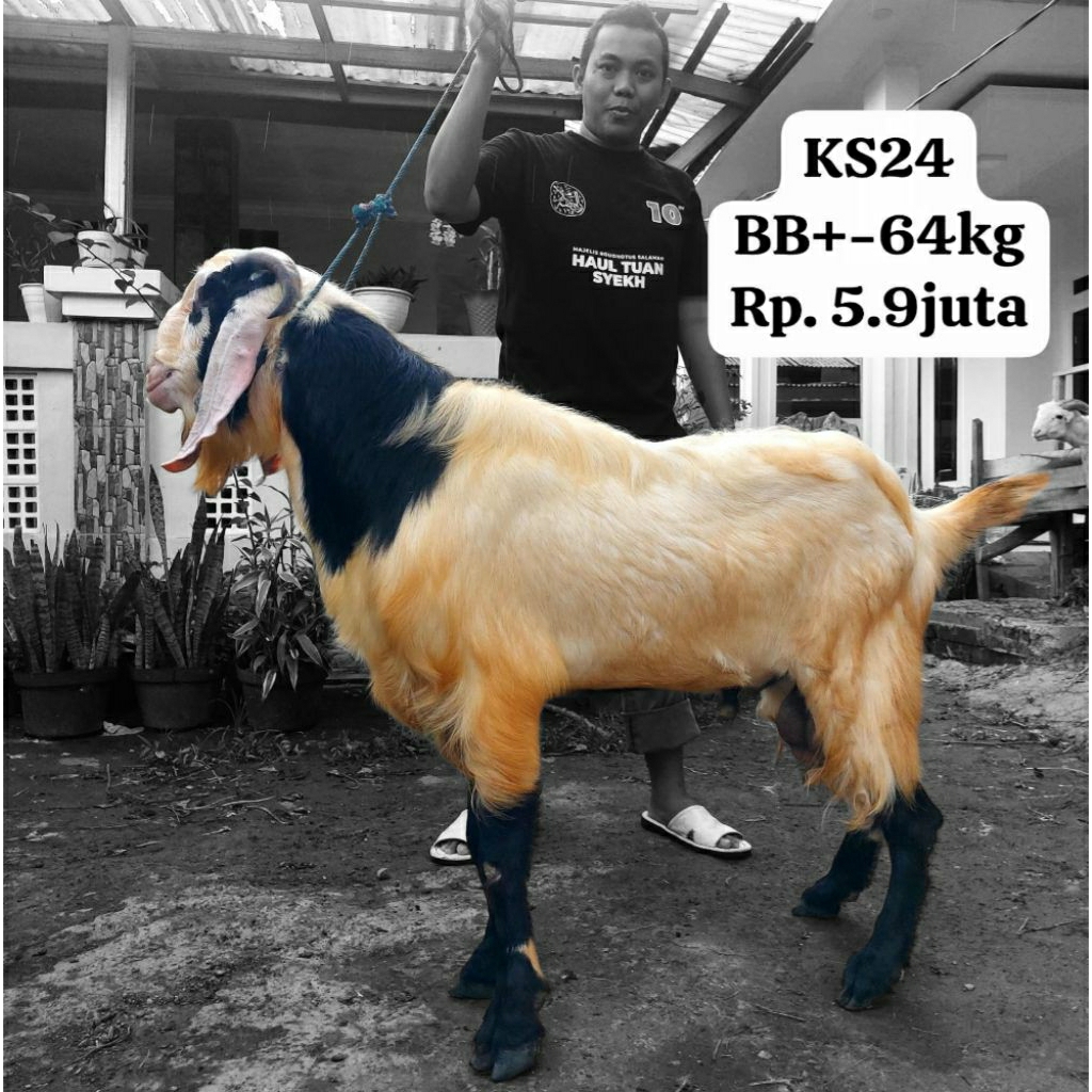 

Kambing Qurban Super Kode: KS24 Bobot: ±64 kg Harga: Rp 5.900.000 Kondisi: Sehat, aktif, bertanduk, bulu tebal putih dan hitam, bertanduk.