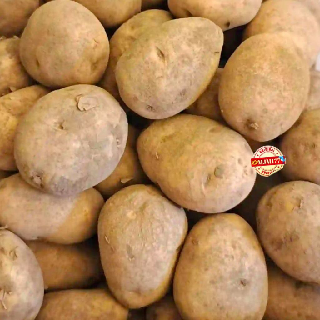 

kentang segar gunung raong 1kg+