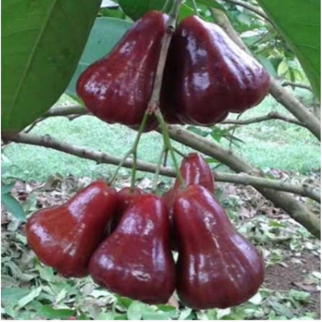

Cangkok Stabil Jambu air Mutia hitam (coklat).
