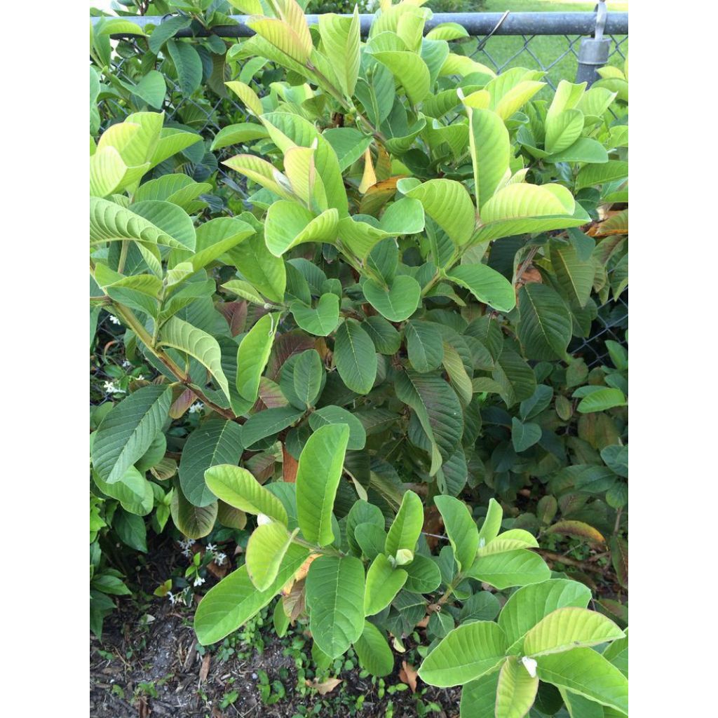 

Daun jambu biji / daun jambu biji muda / daun jambu biji segar / daun jambu biji tua