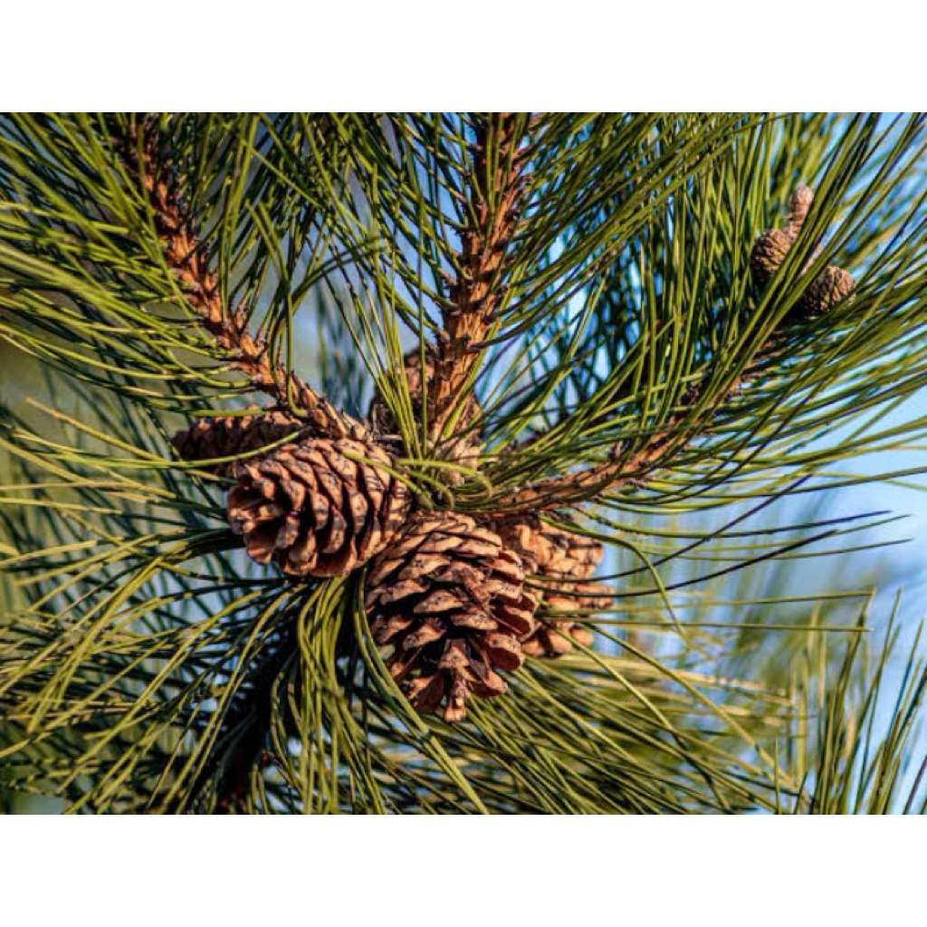 

Buah pinus kering alami paket per 250grm