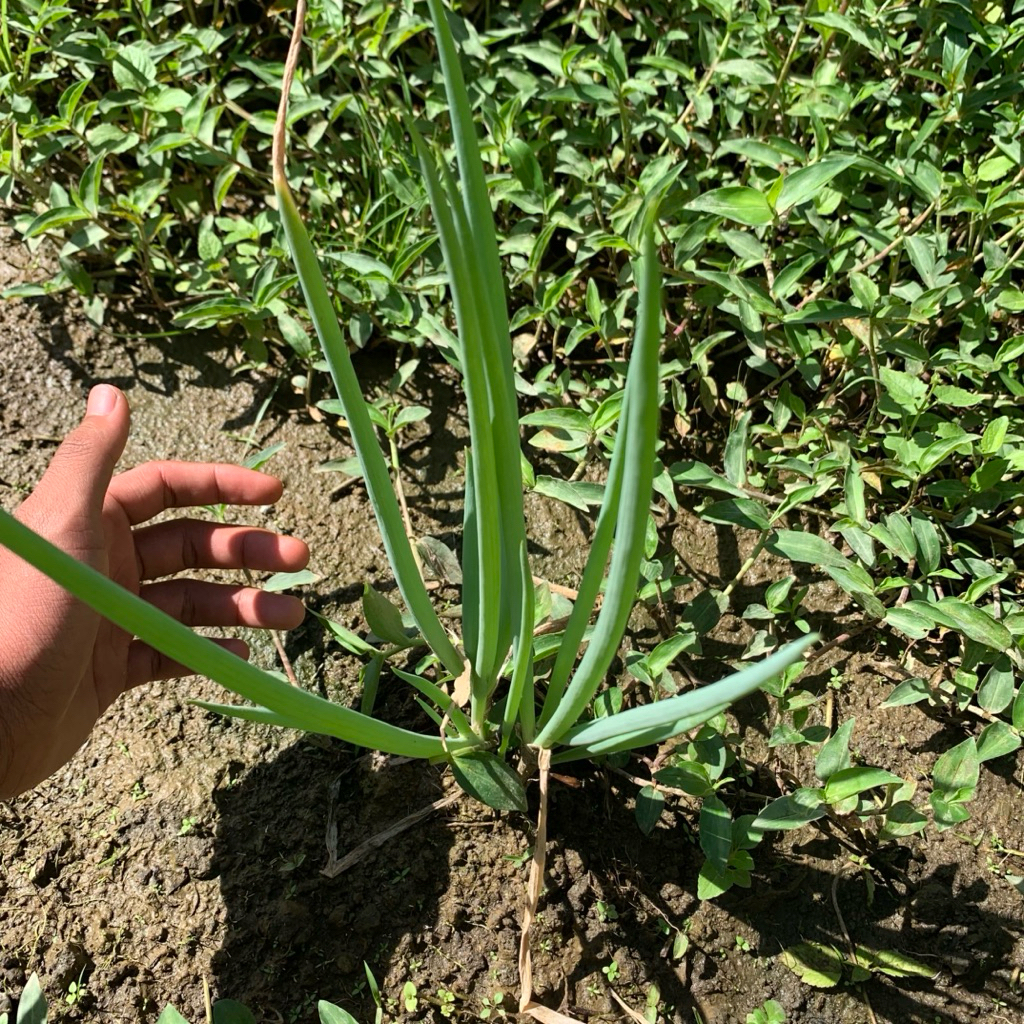 

Daun bawang/bawang daun segar pres proses panen petik langsung paket per 100grm