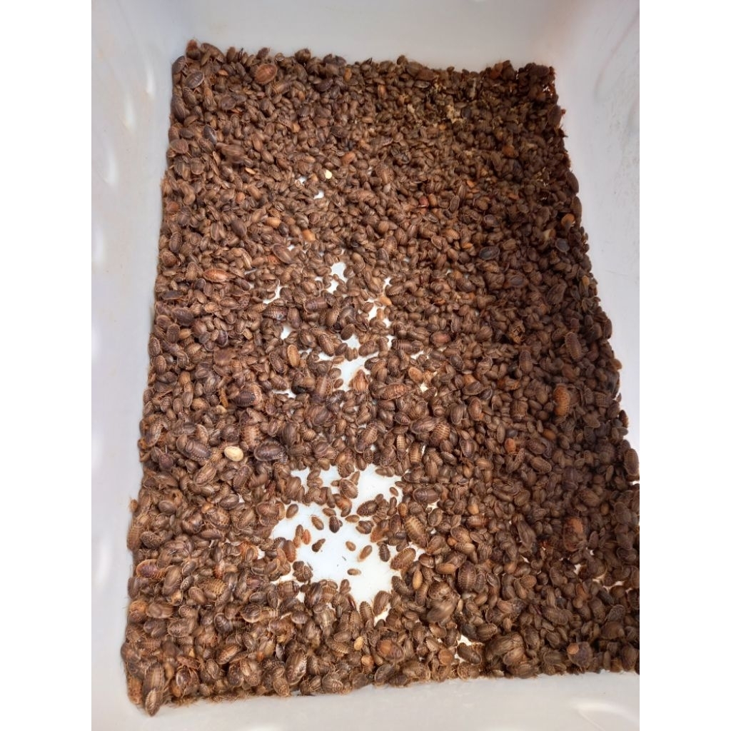 dubia kecoa pakan hewan dubia