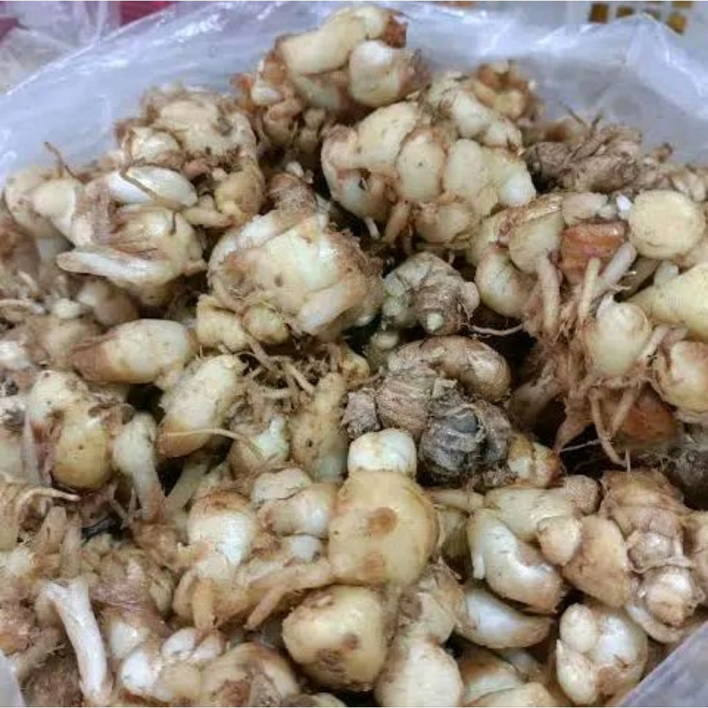 

kencur segar 100 gram - bumbu dapur - rempah - herbal - penyedap