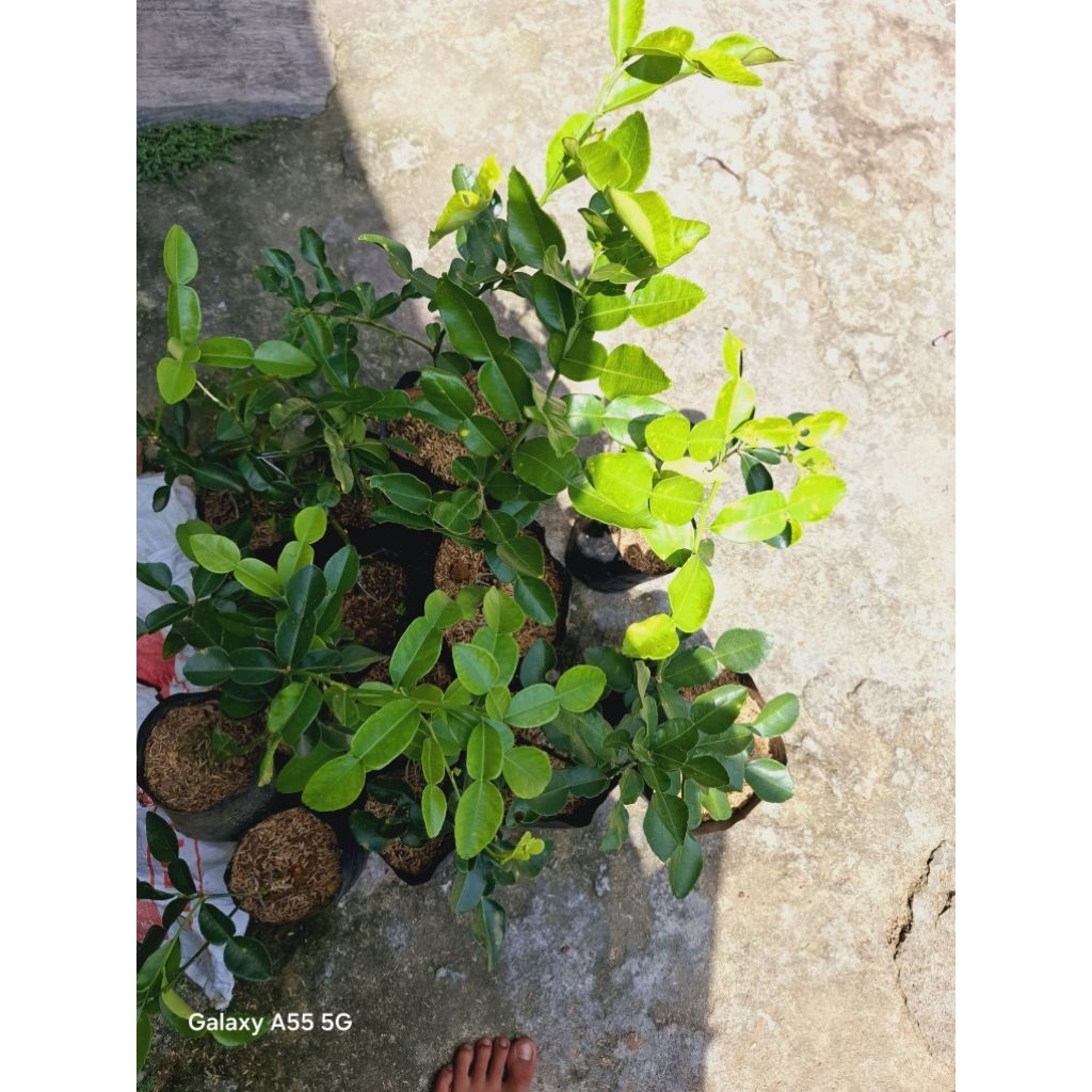

DAUN JERUK PURUT