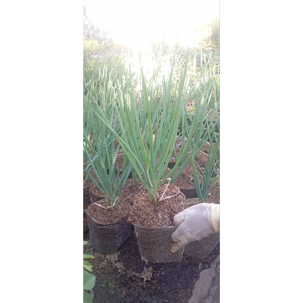 Tanaman Bawang daun - Bawang daun super/Daun bawang
