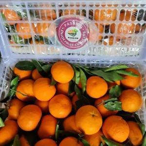 

jeruk baby wokam/wogan 1000 gram