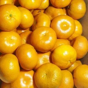 

jeruk murcot 500g