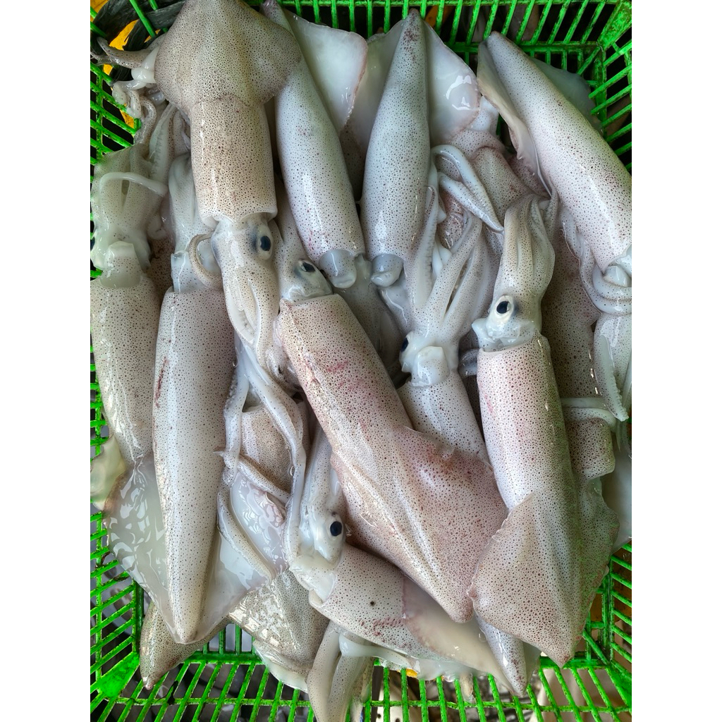 

Cumi Sero 500 gr