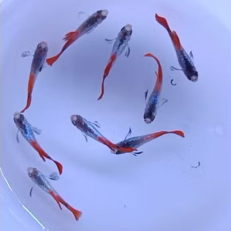 IKAN GUPPY PLATINUM RED TAIL DUMBO EAR (PRTDE)
