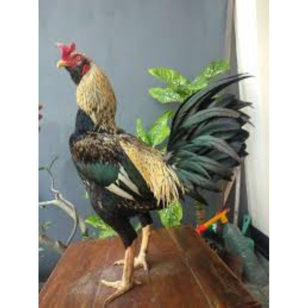 

paket hemat 5 Telur Ayam Pamangon Fertil siap untuk ditetaskan