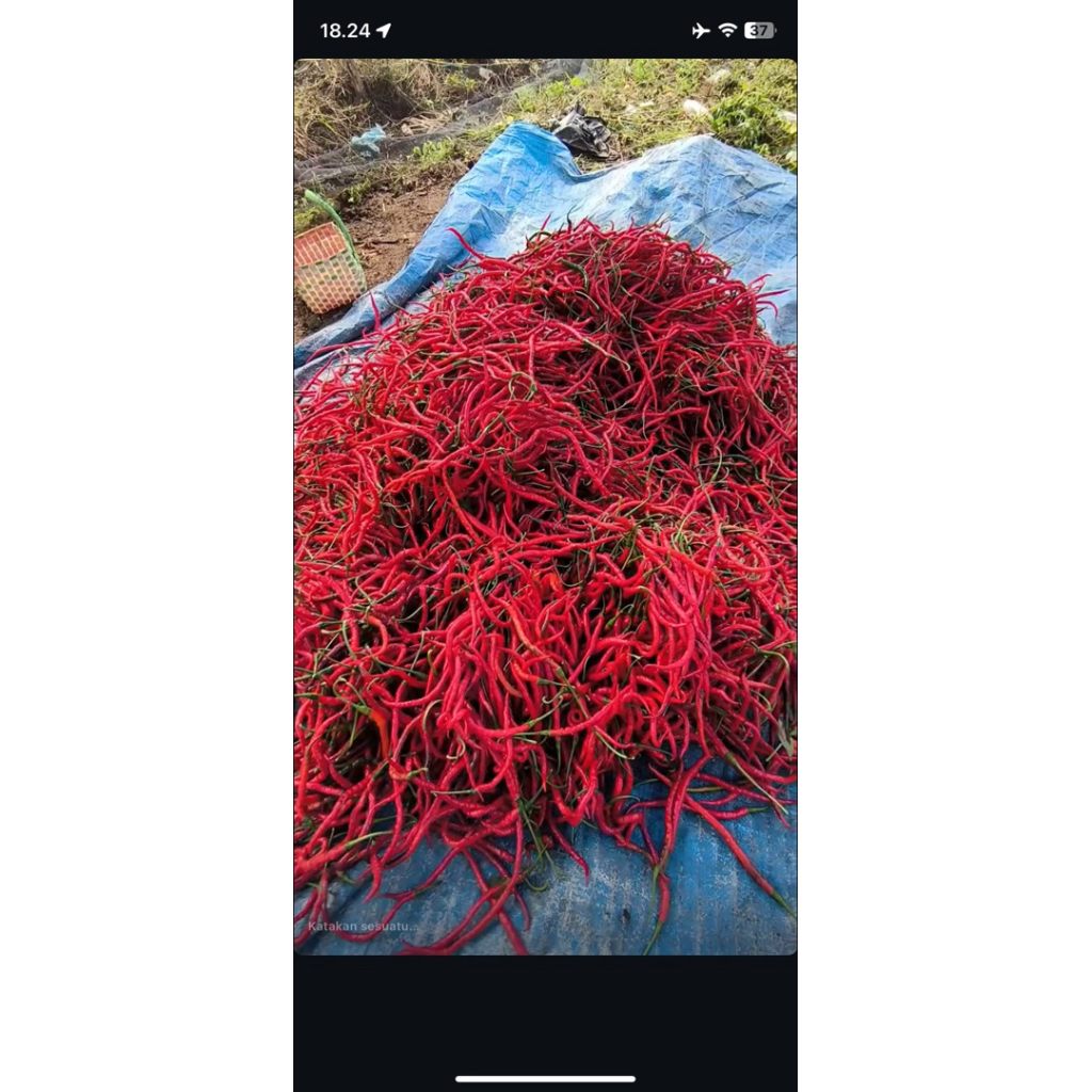 

Cabe Merah 1/2 Kg