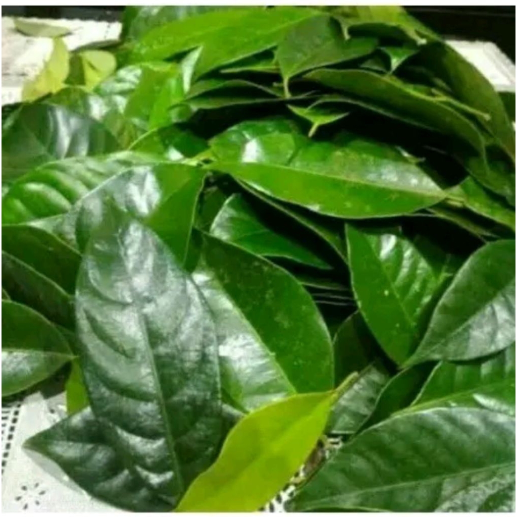 

daun pala mentah 1kg