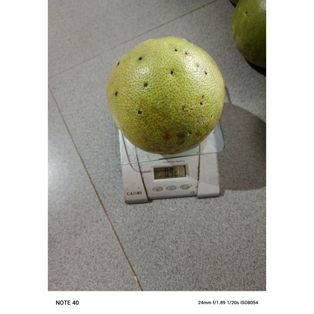 

jeruk pamelo madu asli lereng muria (spek tua jaminan manis dan segar) berat 700g-900g