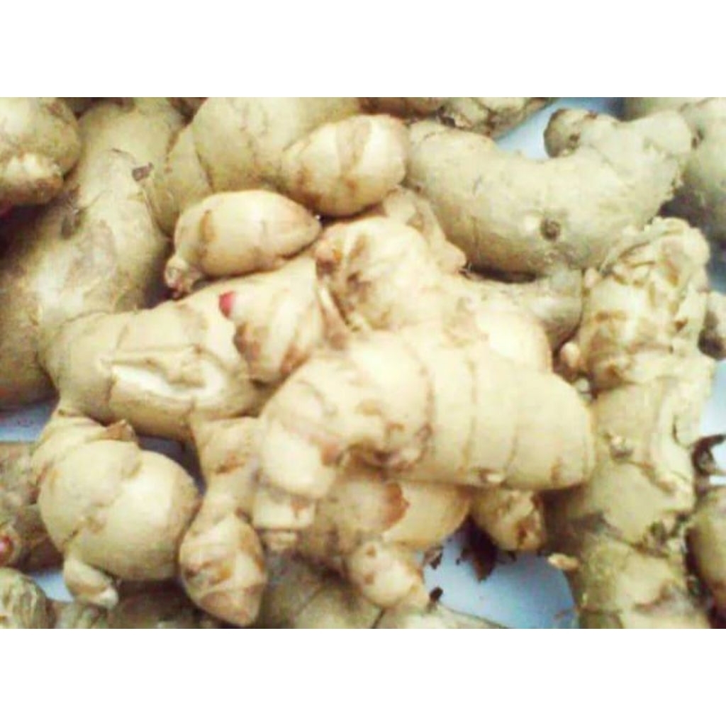 

Kunyit Putih Segar Temu putih neto 500 gram