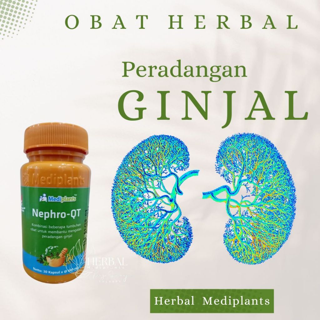 Nepho-QT - Obat Herbal Peradangan Ginjal - Herbal Peradangan Ginjal Nefritis - Mediplants