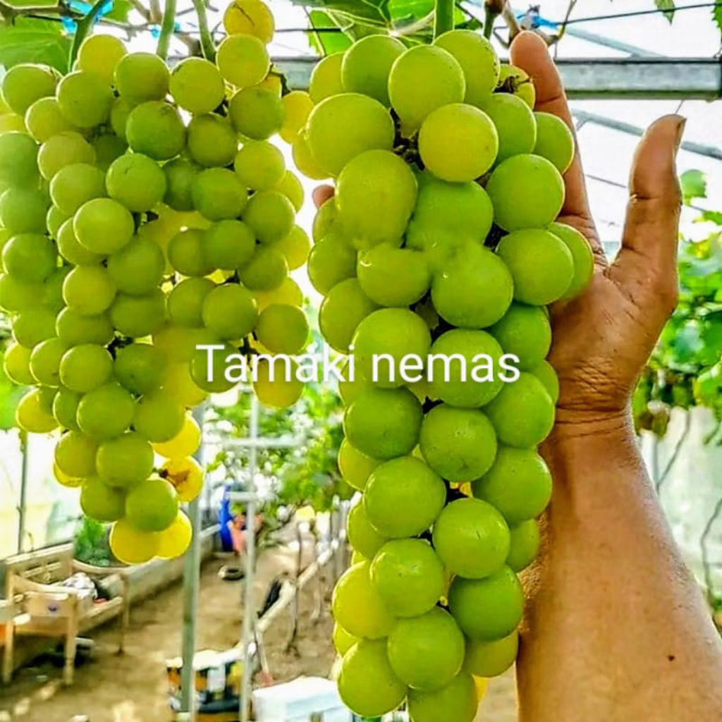 anggur import tamaki nemas | anggur impor tamaki nemas | 40-60cm