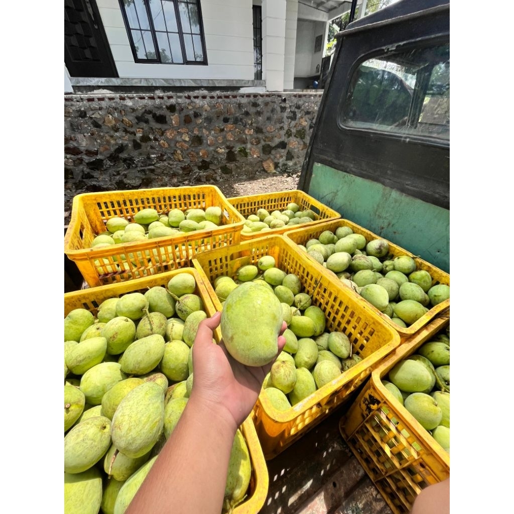 Mangga Indramayu Cangkir Fresh Mentah dan Mengkal