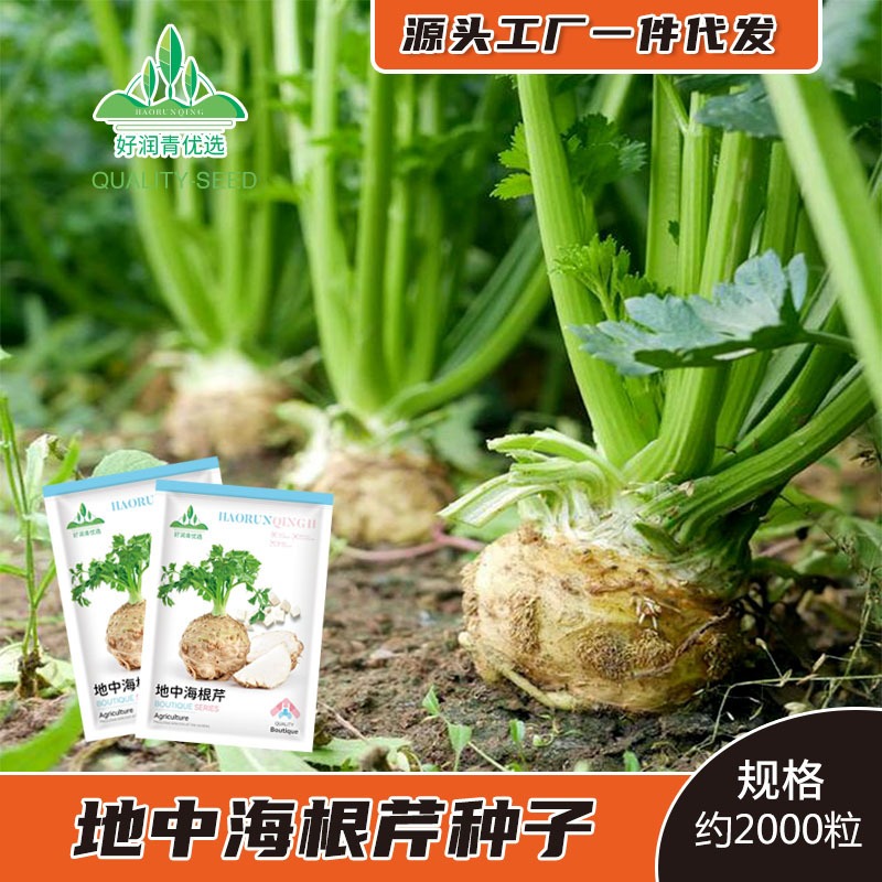 Benih Seledri Akar Umbi Seledri 2000 Biji F1 Import