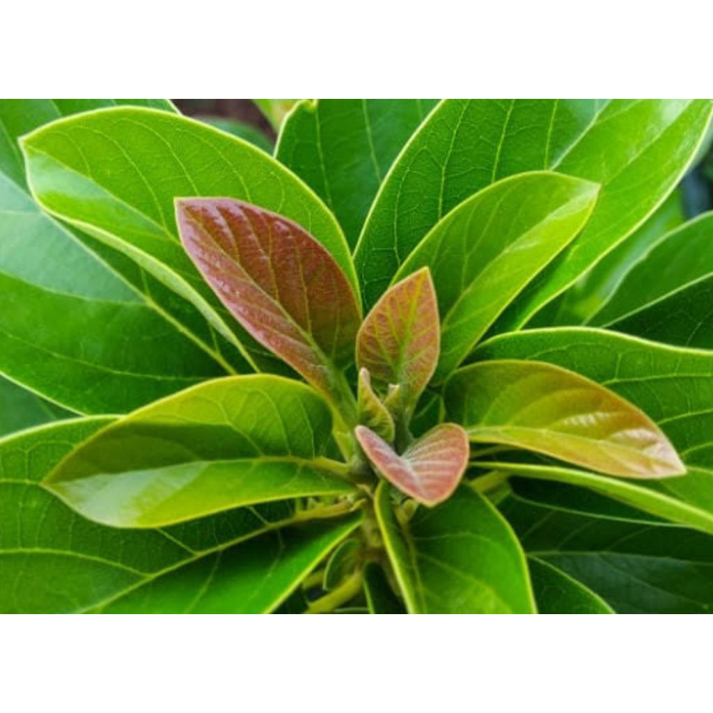 

Daun alpukat organik per lembar