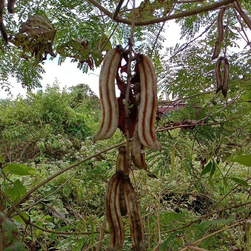 Rawe Gatal (satuan) Tumbuhan Langka Hanya Berbuah Di Musiim Kemarau