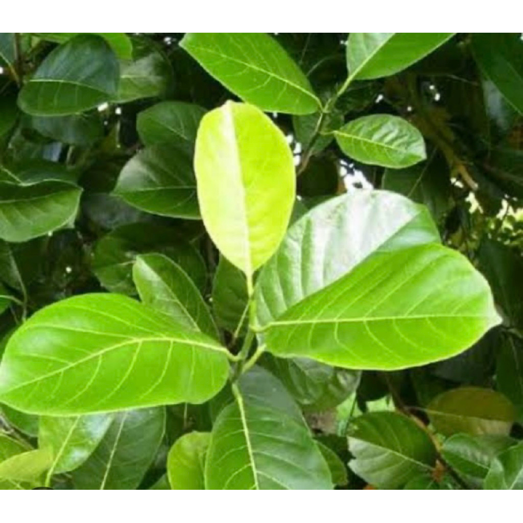 

Daun nangka segar pres petik langsung dari pohonnya paket per 500grm