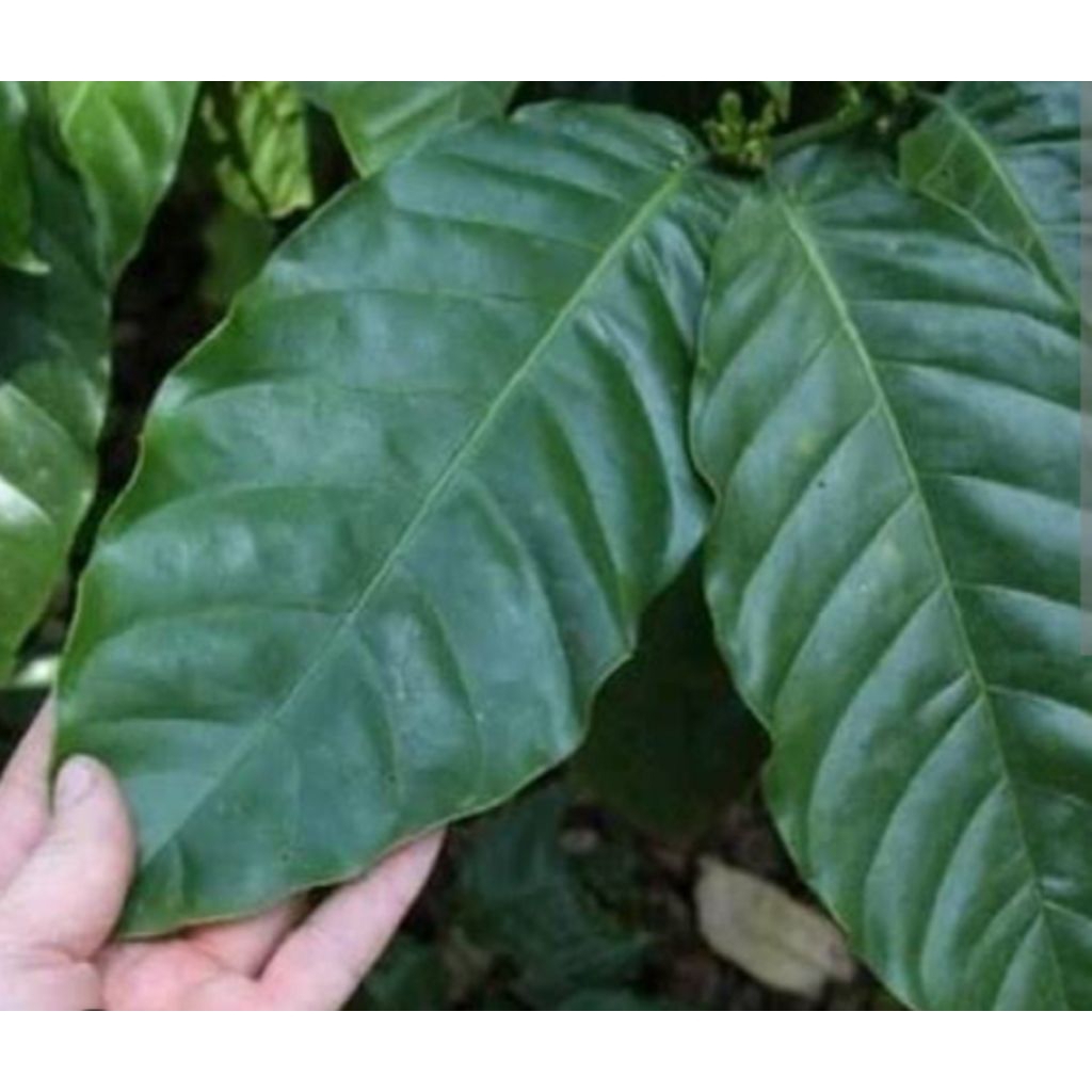 

daun kopi segar 500 gram