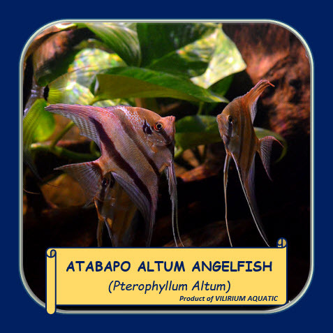 IKAN HIAS AIR TAWAR - ANGELFISH ALTUM ATABAPO / MANFISH ALTUM ATABAPO (CB)