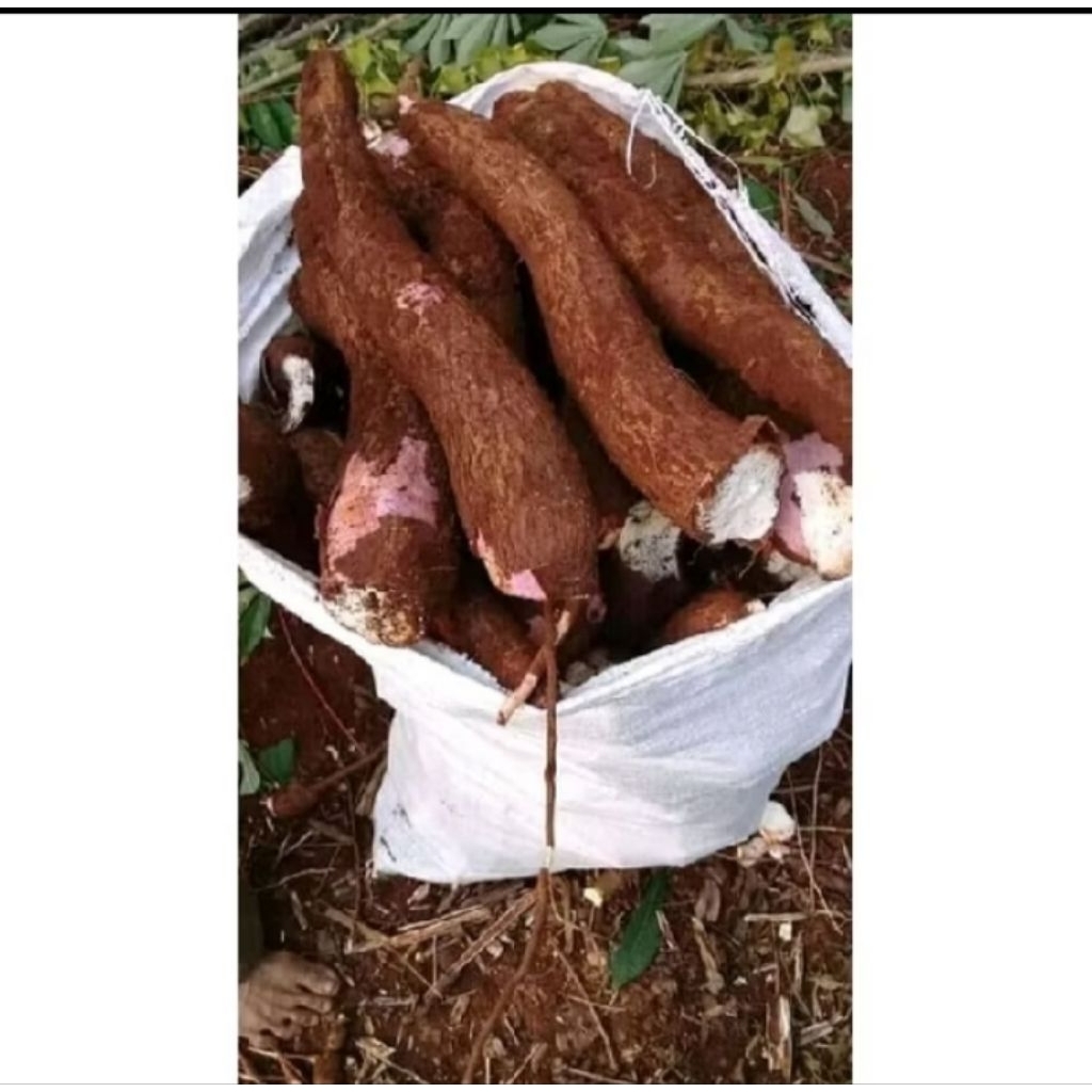 

singkong dadakan panen