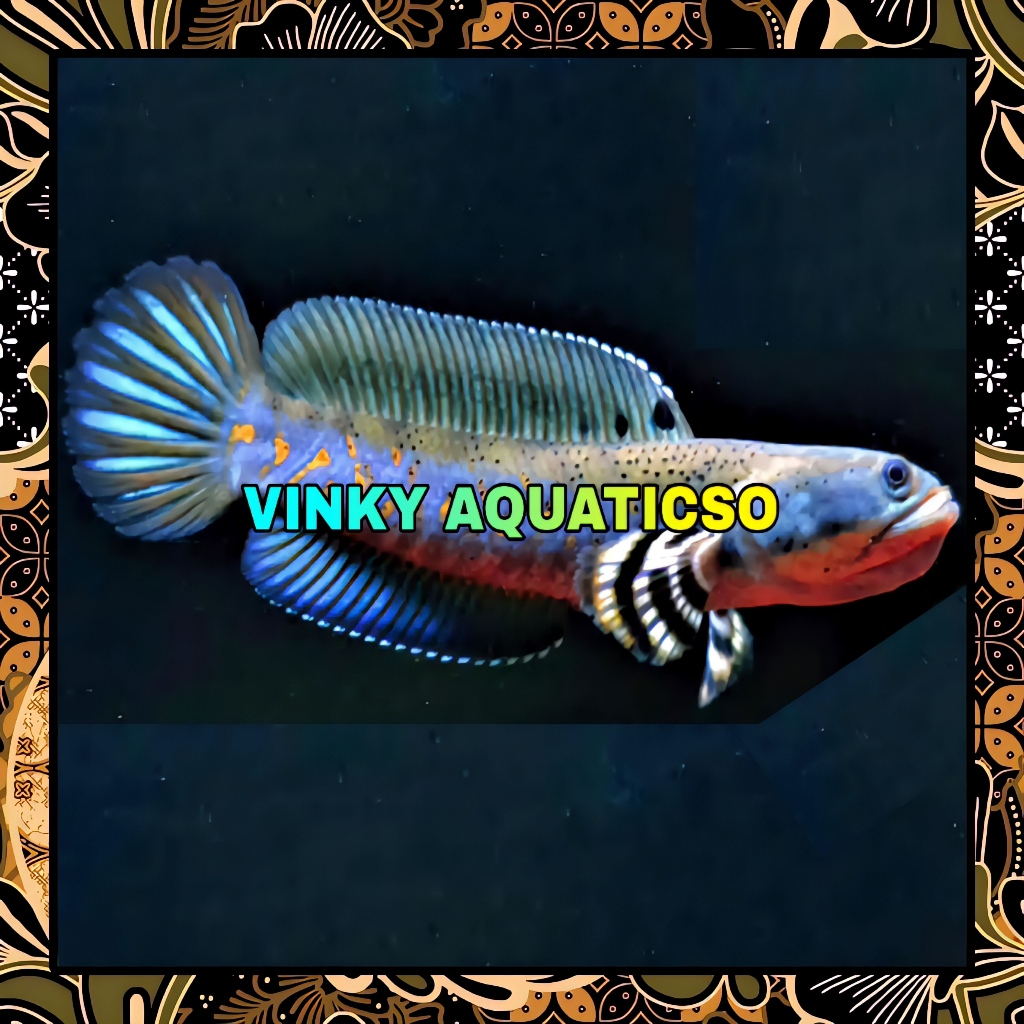 HIASAN CHANNA GABUS SNAKEHEAD GIANT BLUE PULCHRA XHANTIC FULL MOTIF 8-9 CM