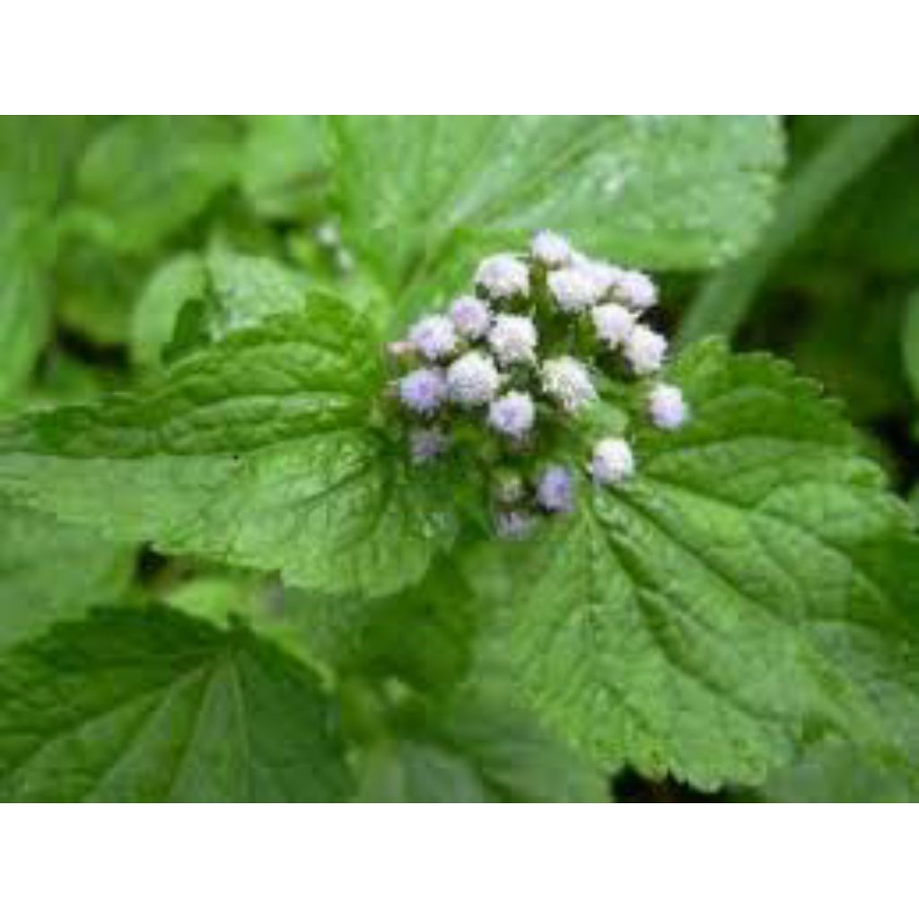 

daun jukut bau herbal 100gr