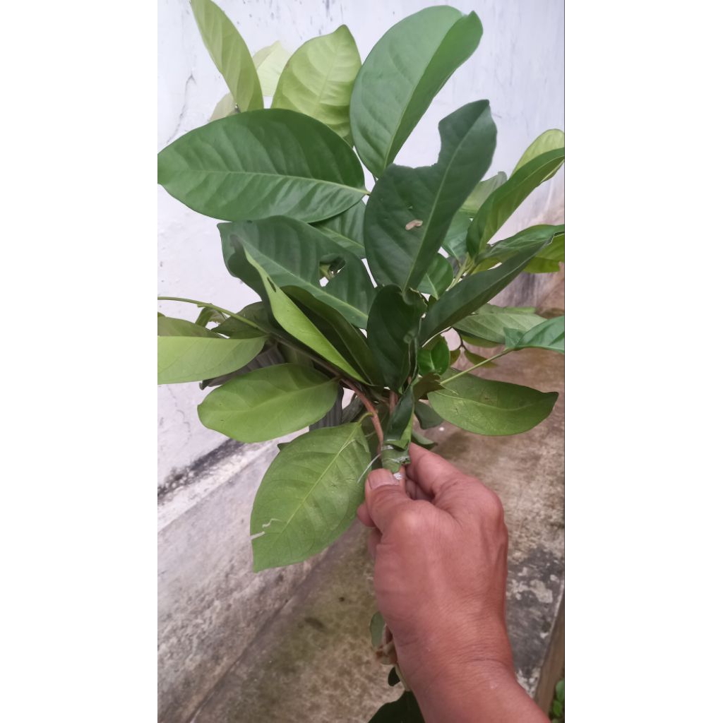 

Daun Salam Segar Organik Per Ikat