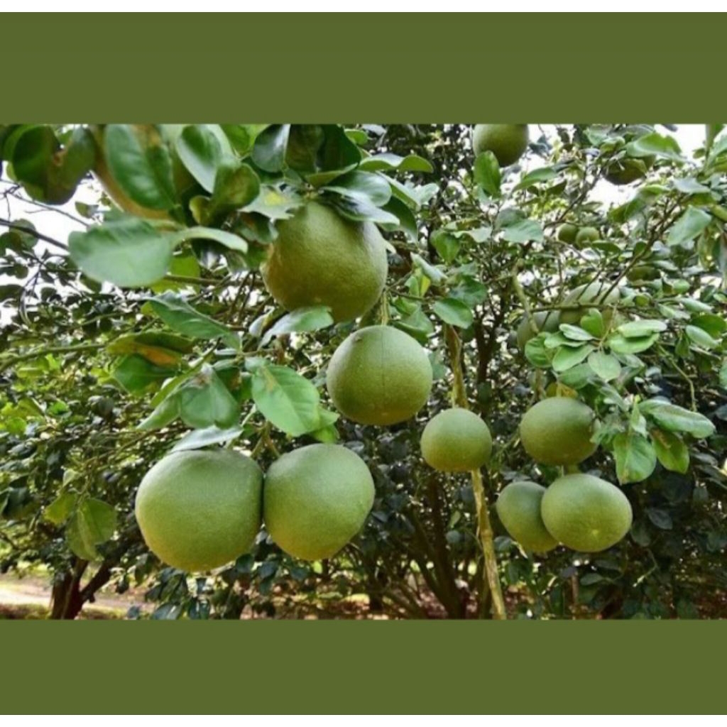 

Jeruk Bali akulasi siap berbuah cepat panjang 70cm