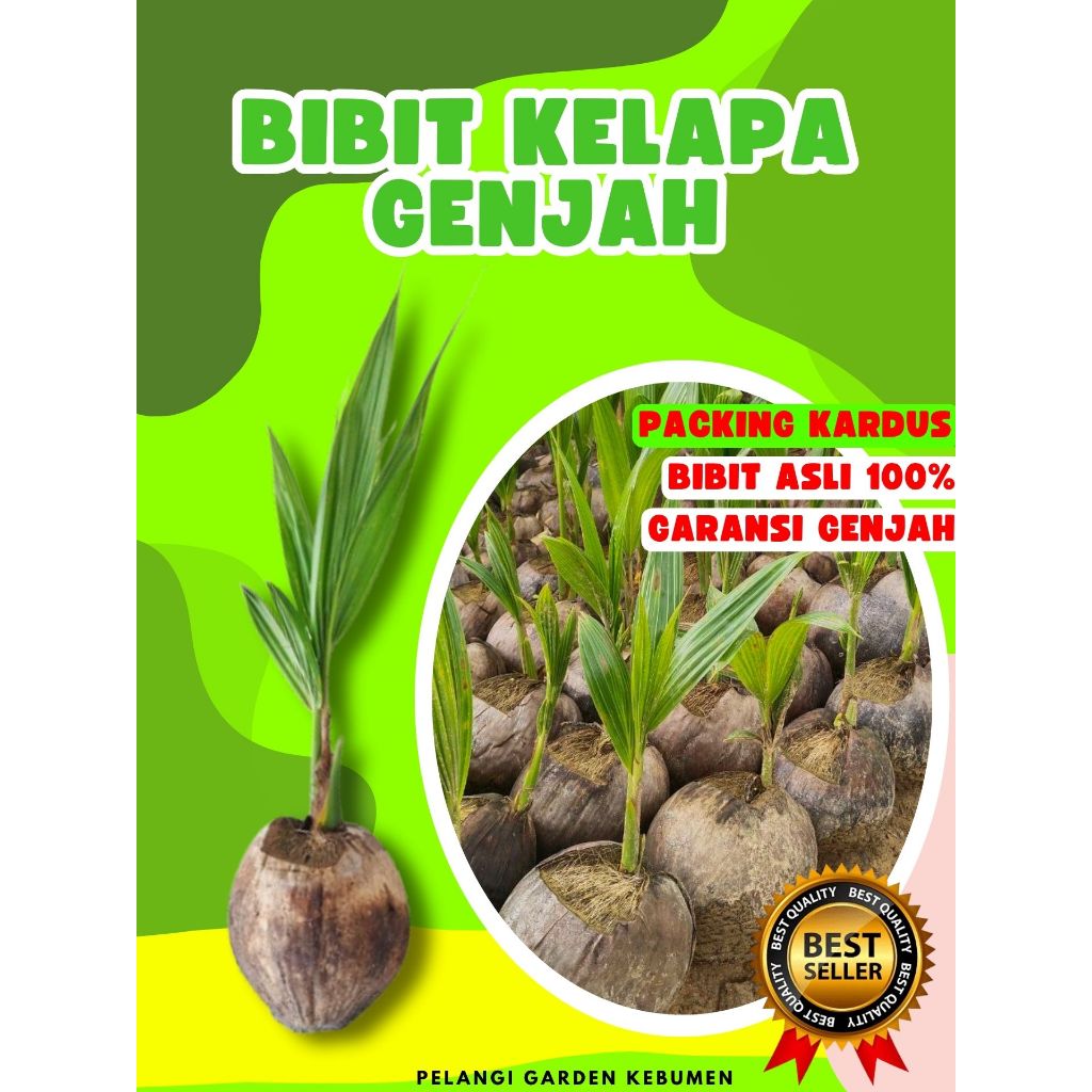 TERLARIS.. Pohon Kelapa Entok Asli, Pohon Kelapa Entok Anakan