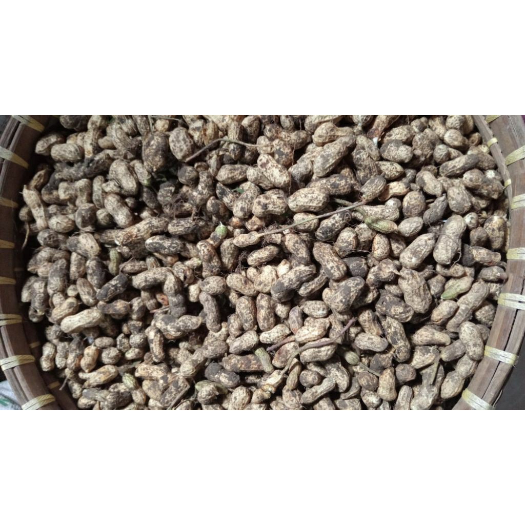 

Kacang tanah mentah fresh 1kg