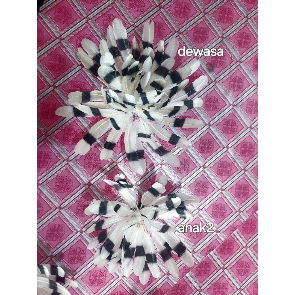 kirip bulu tari anak dayak