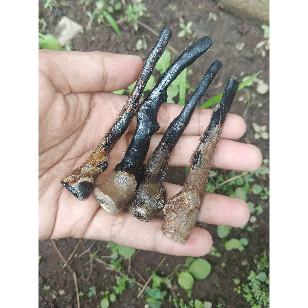 Pipa Once Akar Bahar Bonggol Unik Asli Berkuliatas
